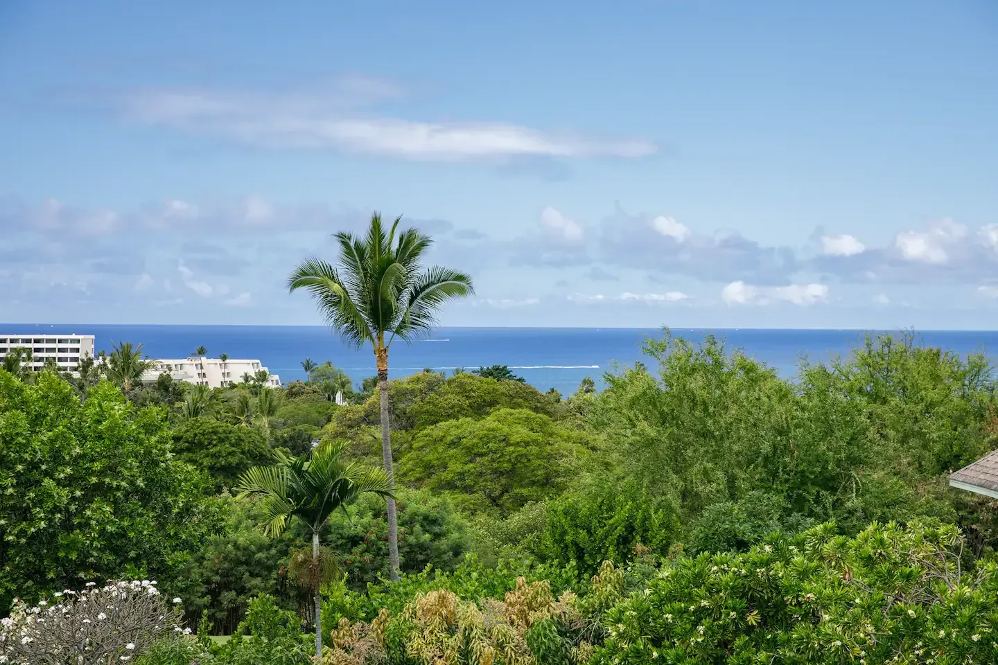 There is a palm tree in the foreground and a view of the ocean in the background.
