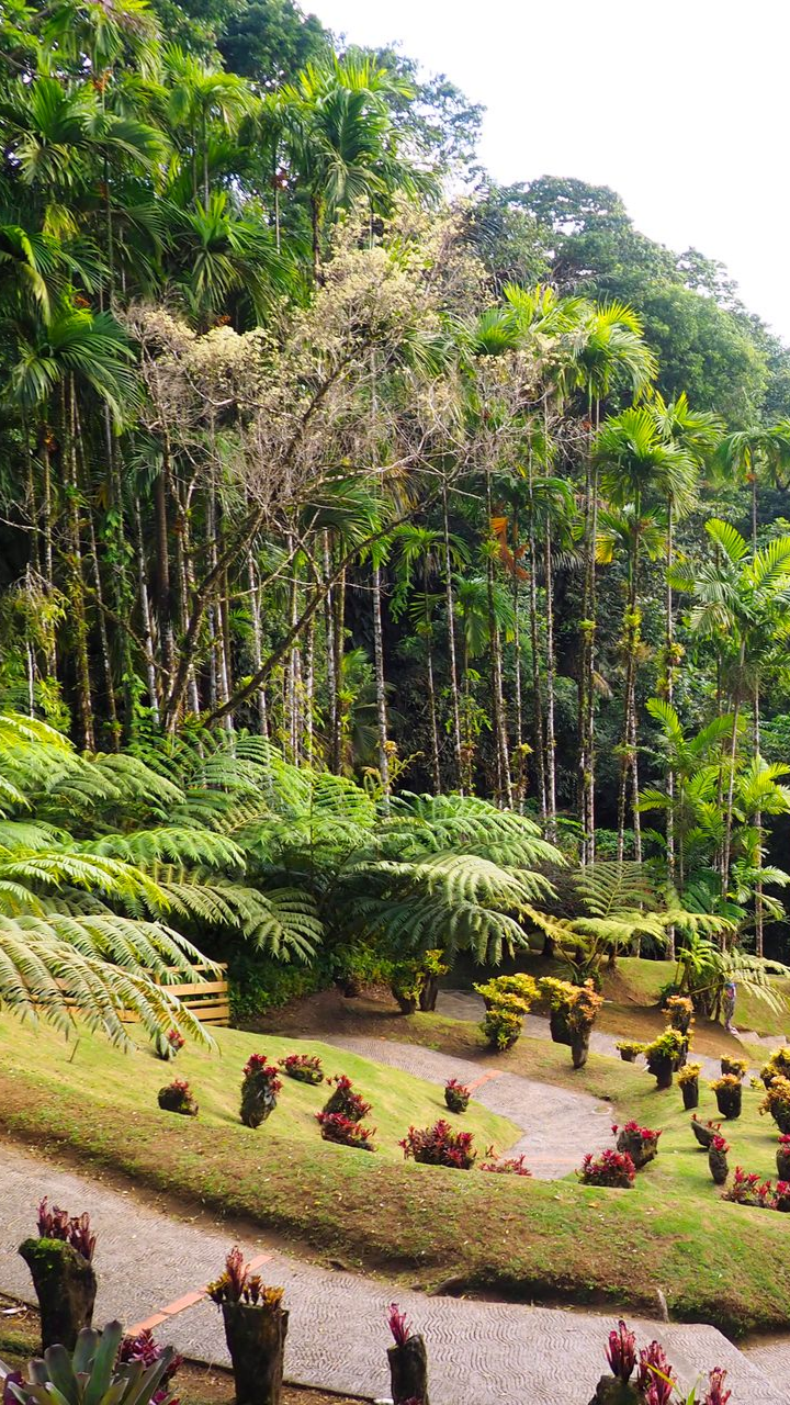 Jardin verdoyant luxuriant aux allées sinueuses, entouré d'une forêt.