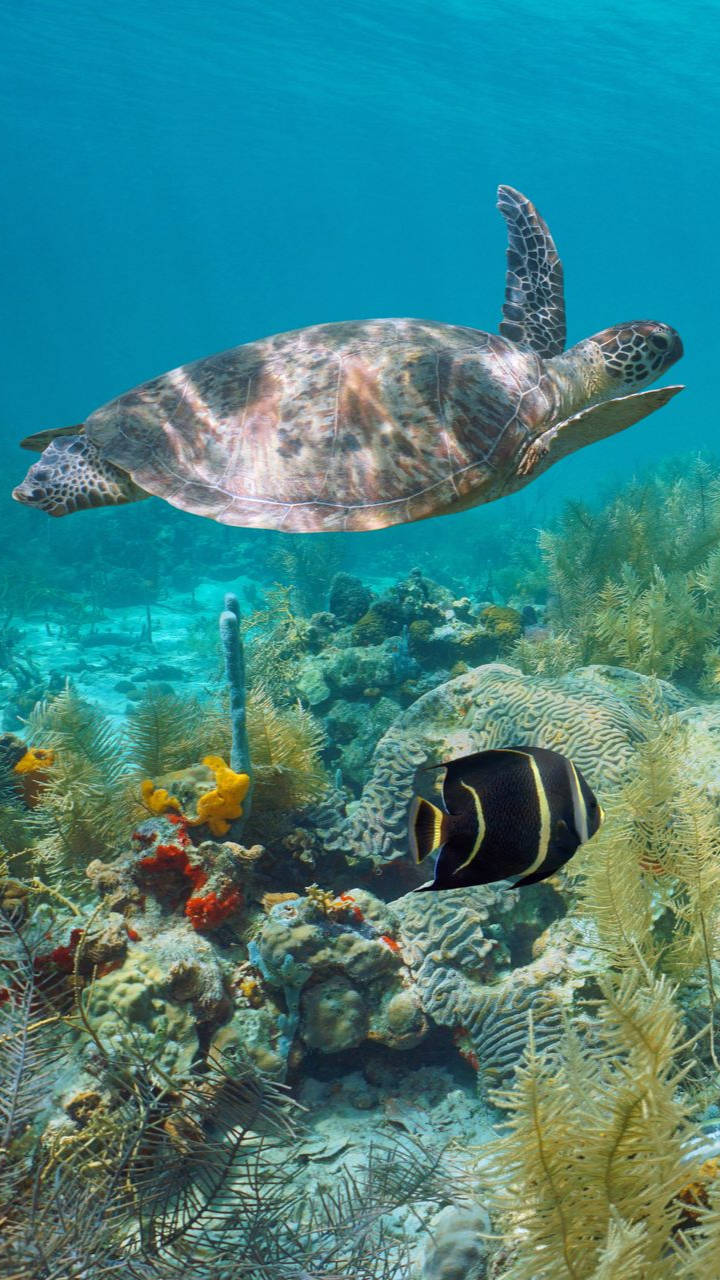 Une tortue marine nage au-dessus d'un récif.