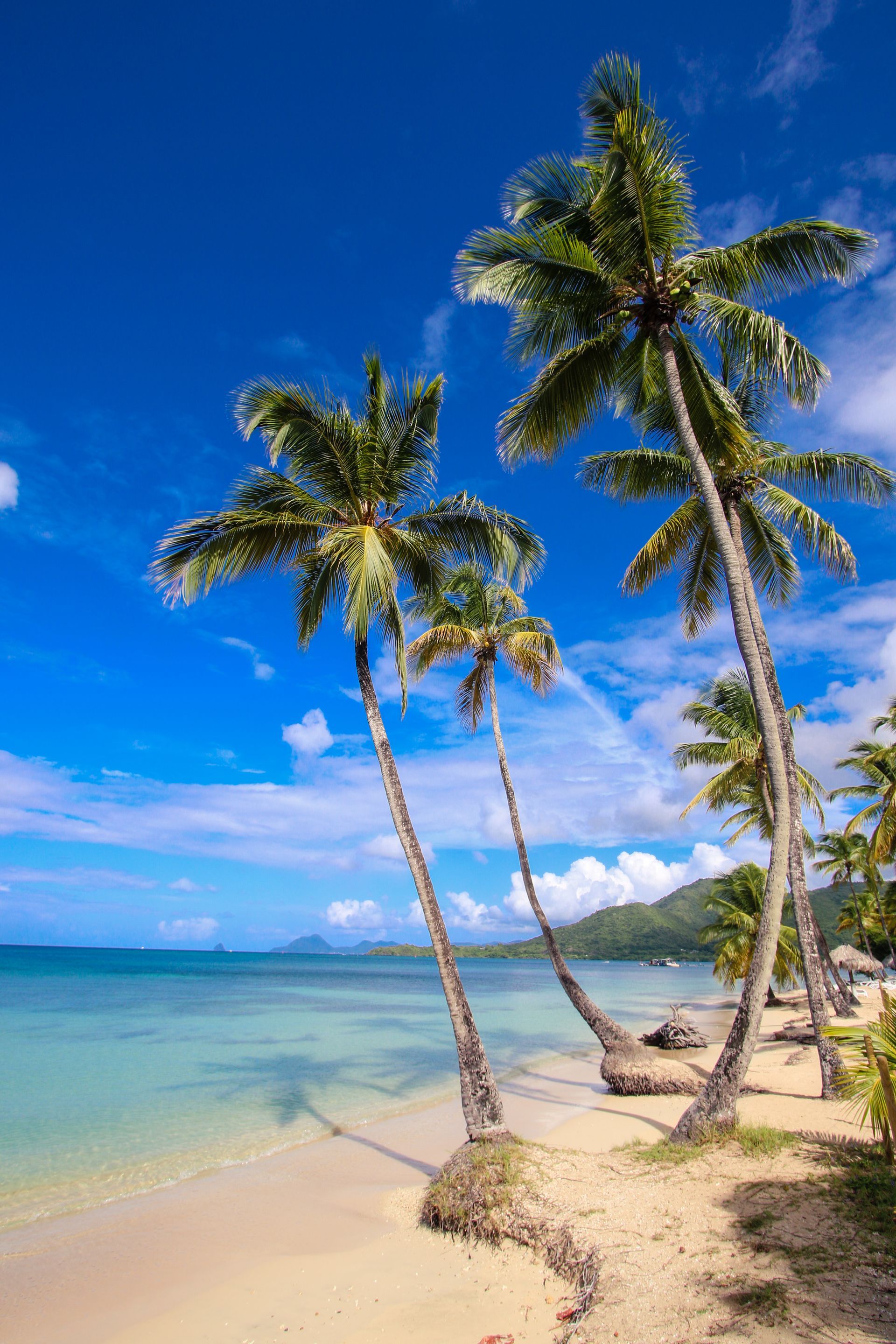 Palmiers sur une plage de sable fin.