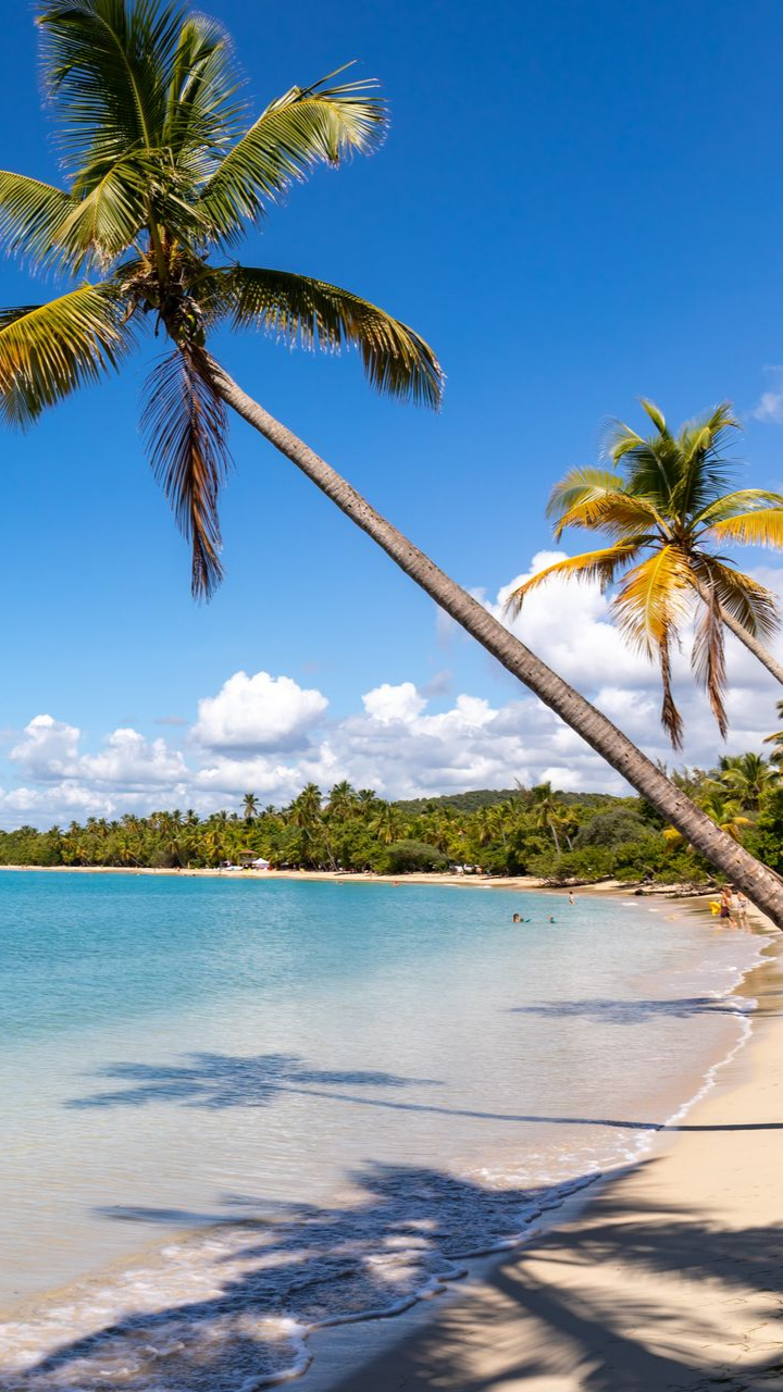 Des palmiers surplombent une plage de sable fin aux eaux turquoise, sous un ciel bleu.