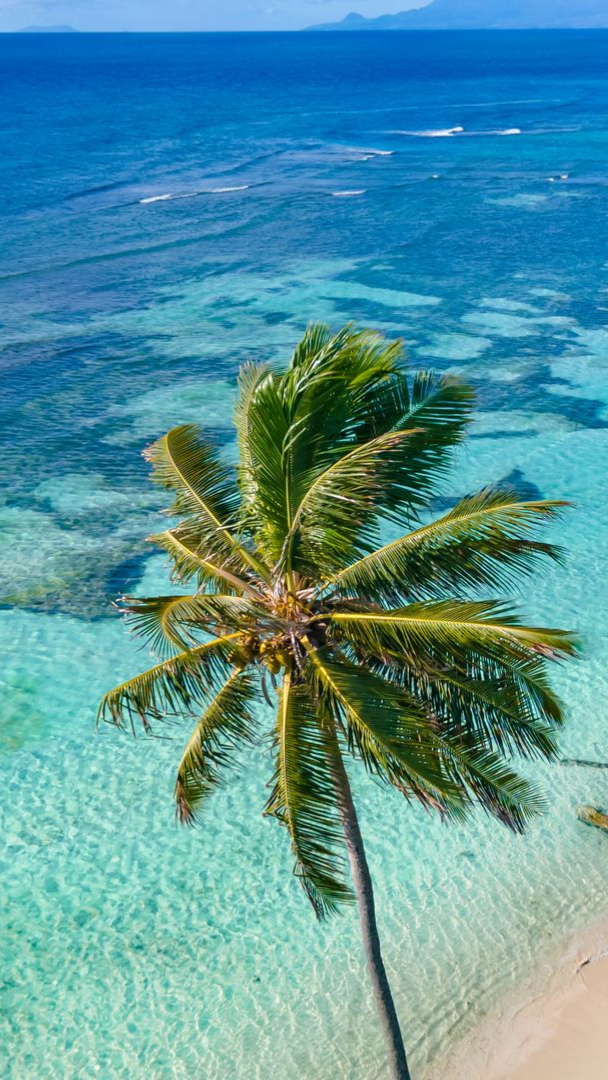 Palmier sur une plage de sable blanc aux eaux turquoise.