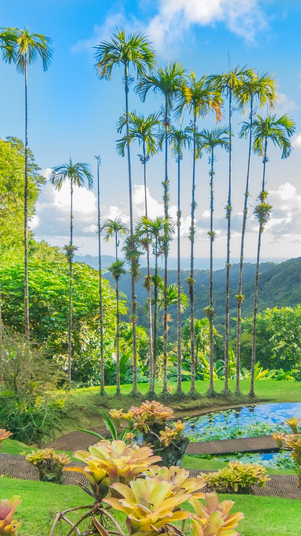 De hauts palmiers bordent une colline.