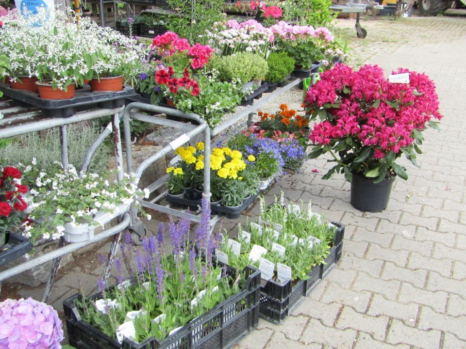 Lauger Garten- und Landschaftsbau Pflanzen zum Verkauf