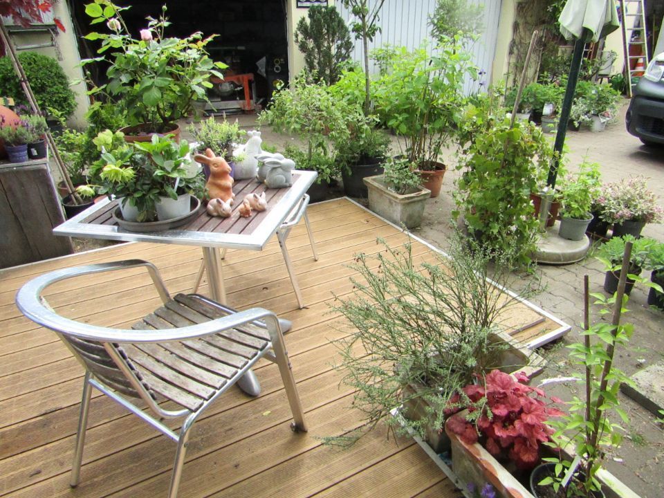 Lauger Garten- und Landschaftsbau Pflanzen zum Verkauf