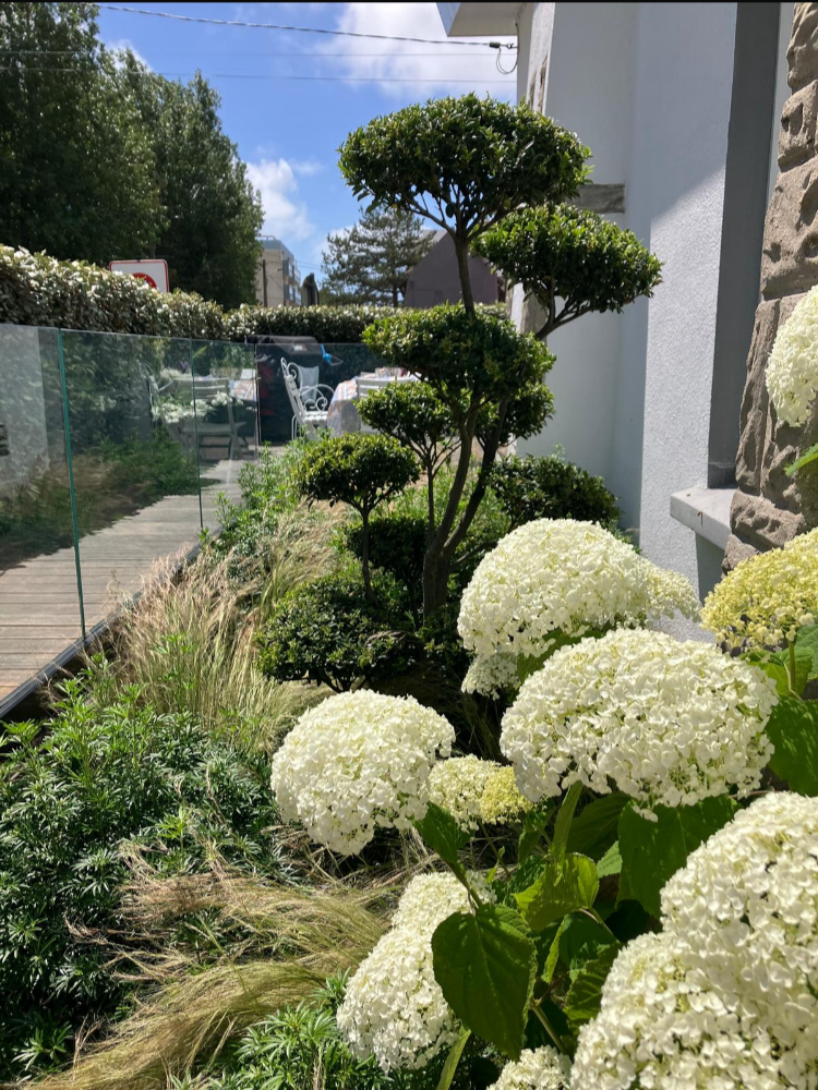 Jardin contemporain dans le brouillard 