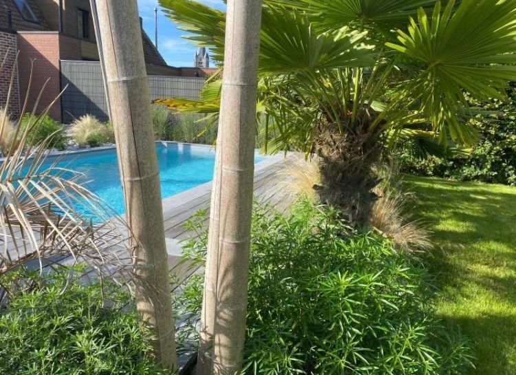 Palmiers dans la nuit éclairés par des lumières blanches 