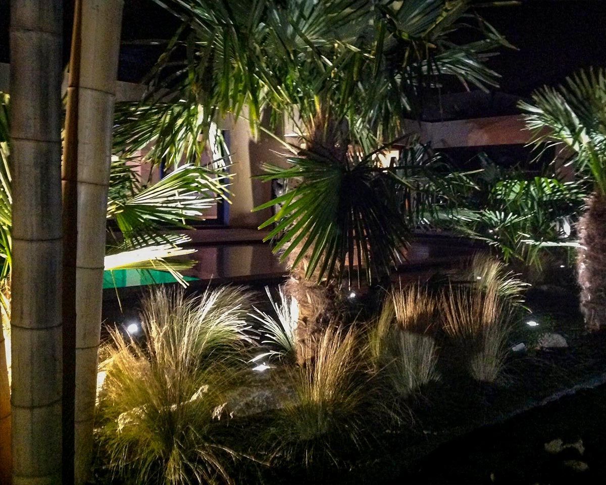 Palmiers et aménagement piscine pour un jardin éxotique