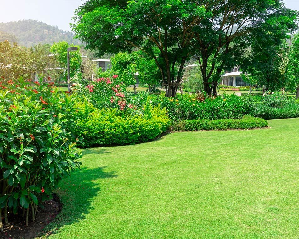 Jardin contemporain composé de divers variété de plantes 