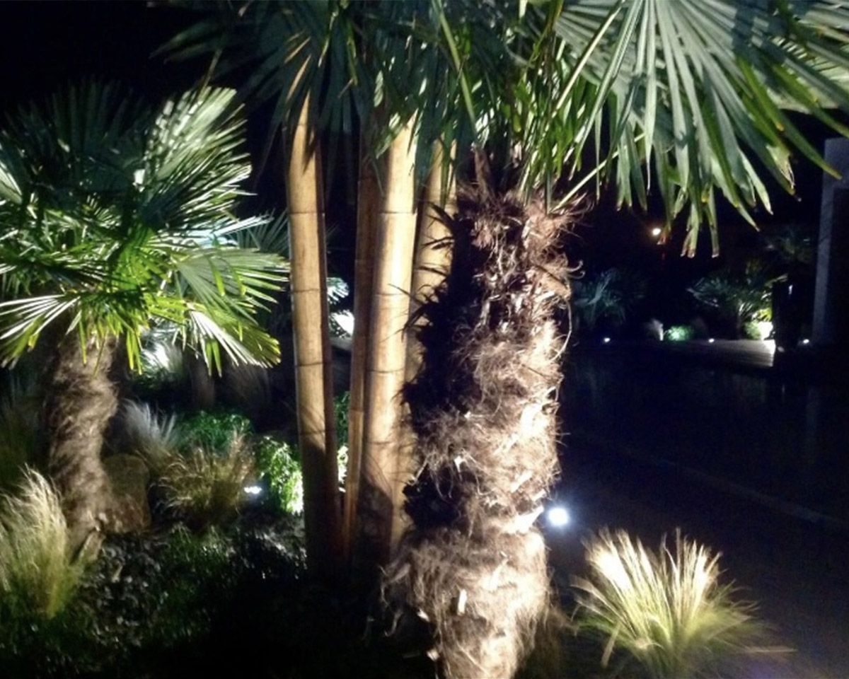 Palmiers dans la nuit éclairés par des lumières blanches 
