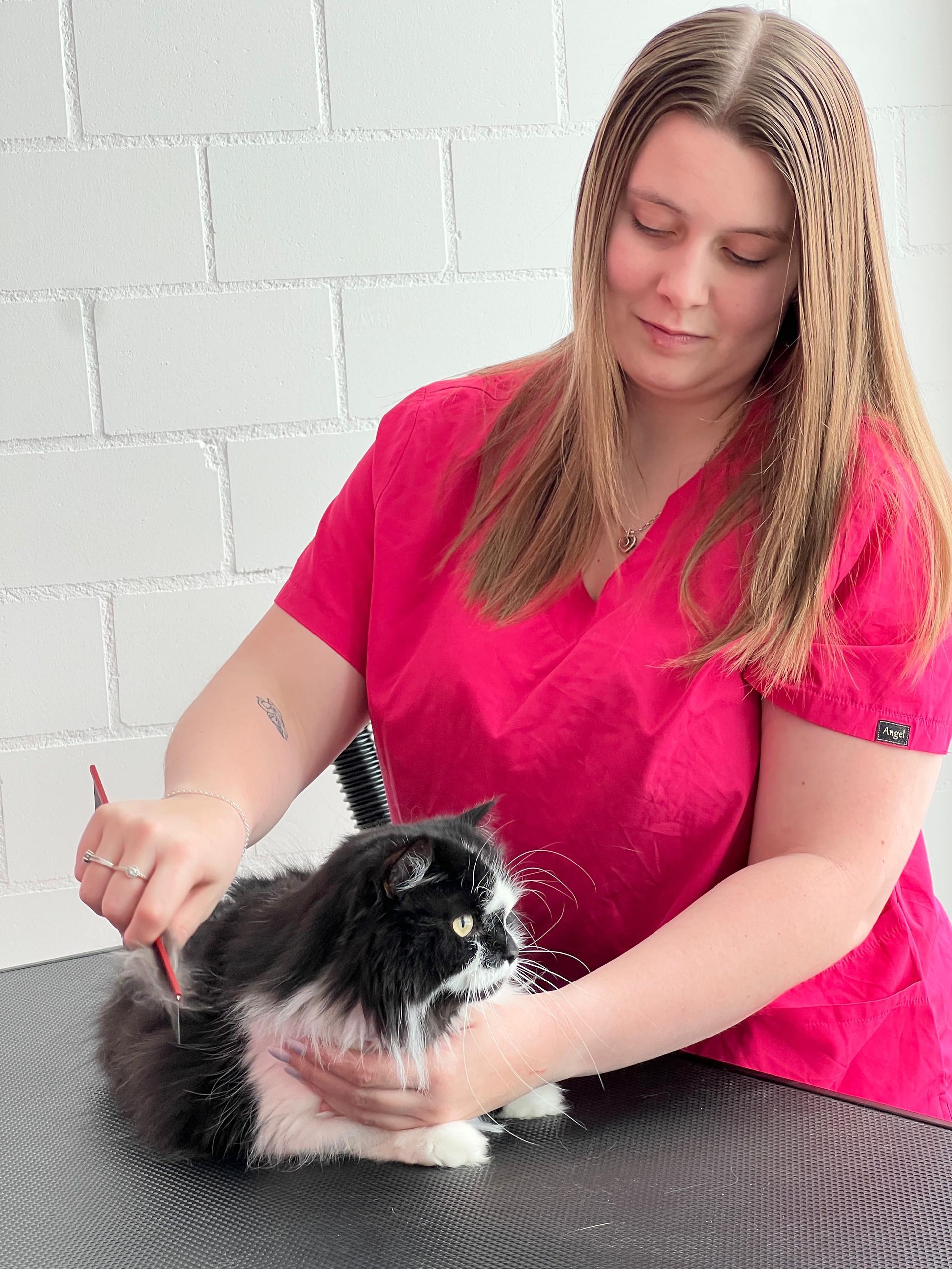 Tiersalon (Hunde-/Katzen-Coiffeur) - Amee  - Galerie - Horn