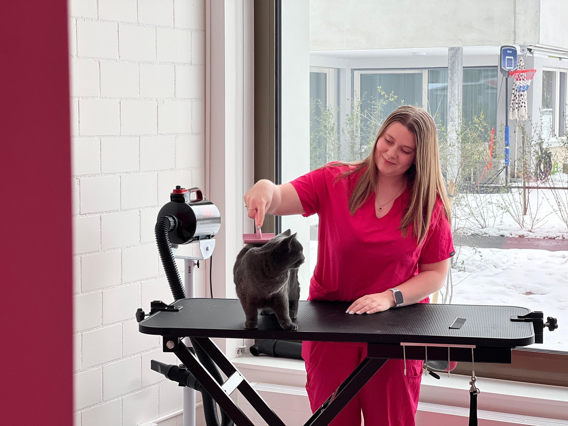 Tiersalon (Hunde-/Katzen-Coiffeur) - Amee  - Galerie - Horn