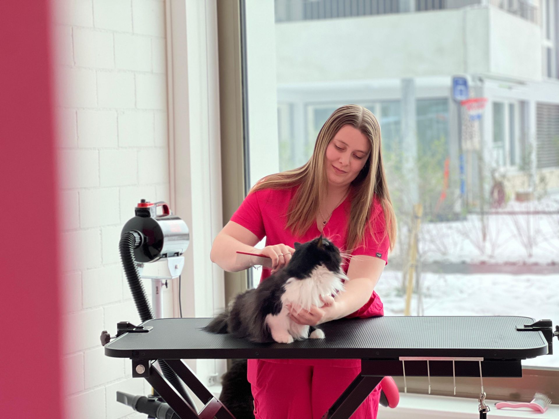 Tiersalon (Hunde-/Katzen-Coiffeur) - Amee  - Galerie - Horn