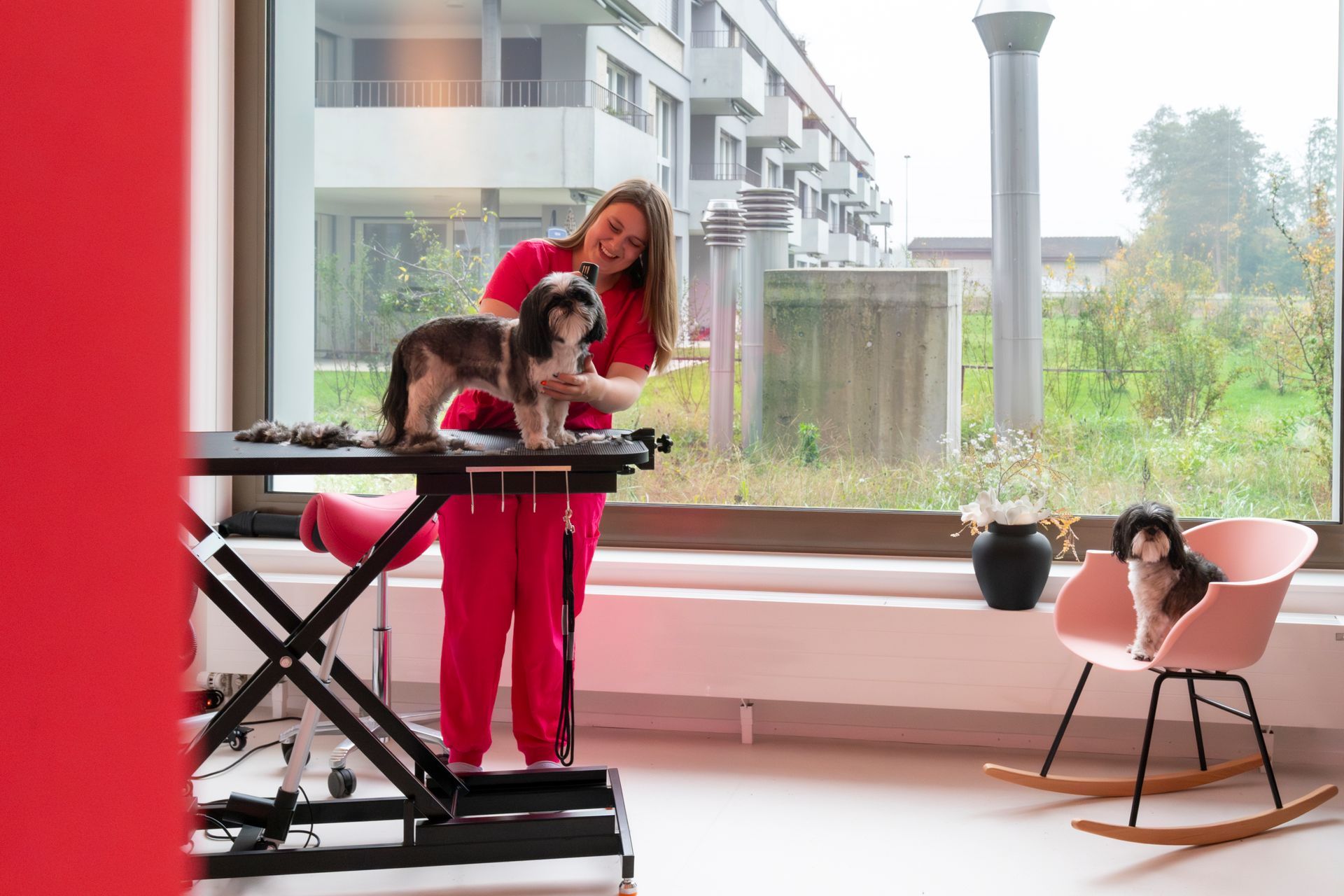 Tiersalon (Hunde-/Katzen-Coiffeur) - Amee  - Galerie - Horn