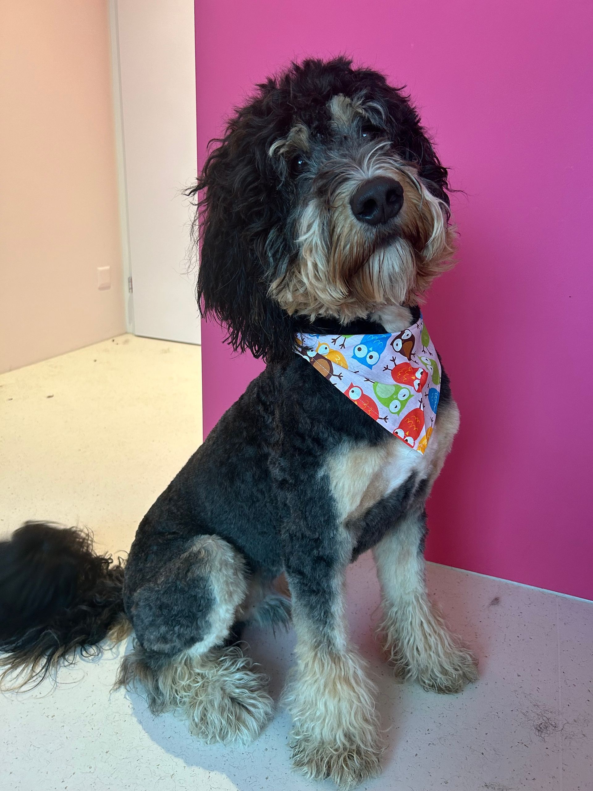 Tiersalon (Hunde-/Katzen-Coiffeur) - Amee  - Galerie - Horn