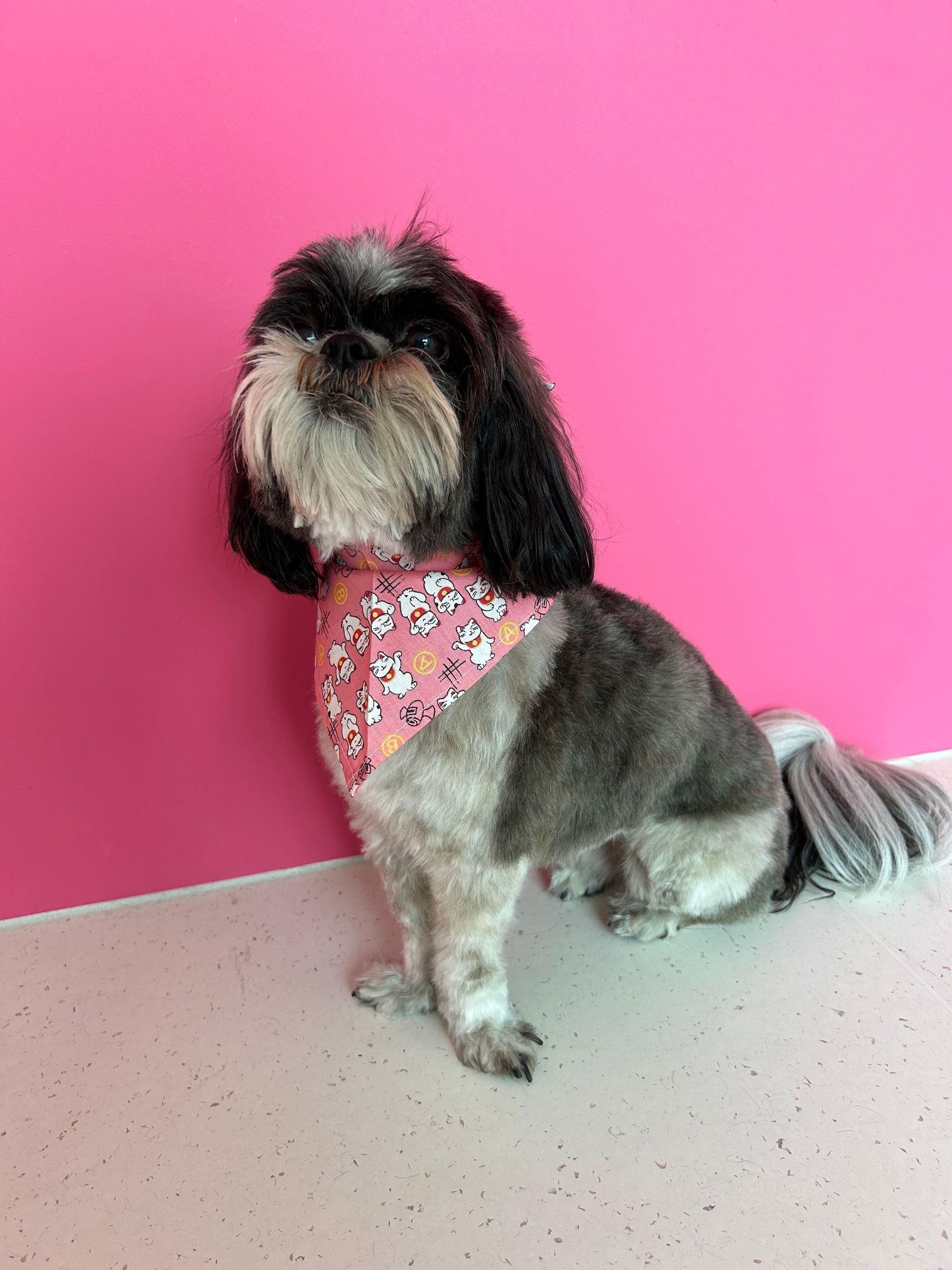 Tiersalon (Hunde-/Katzen-Coiffeur) _ Horn 