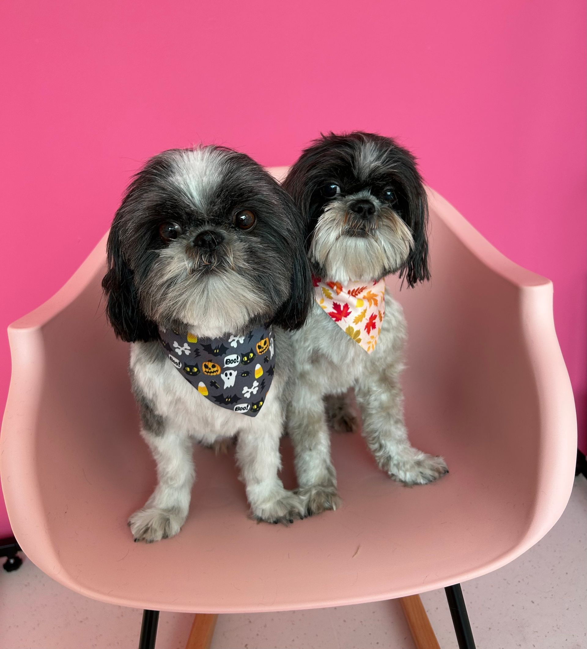 Tiersalon (Hunde-/Katzen-Coiffeur)