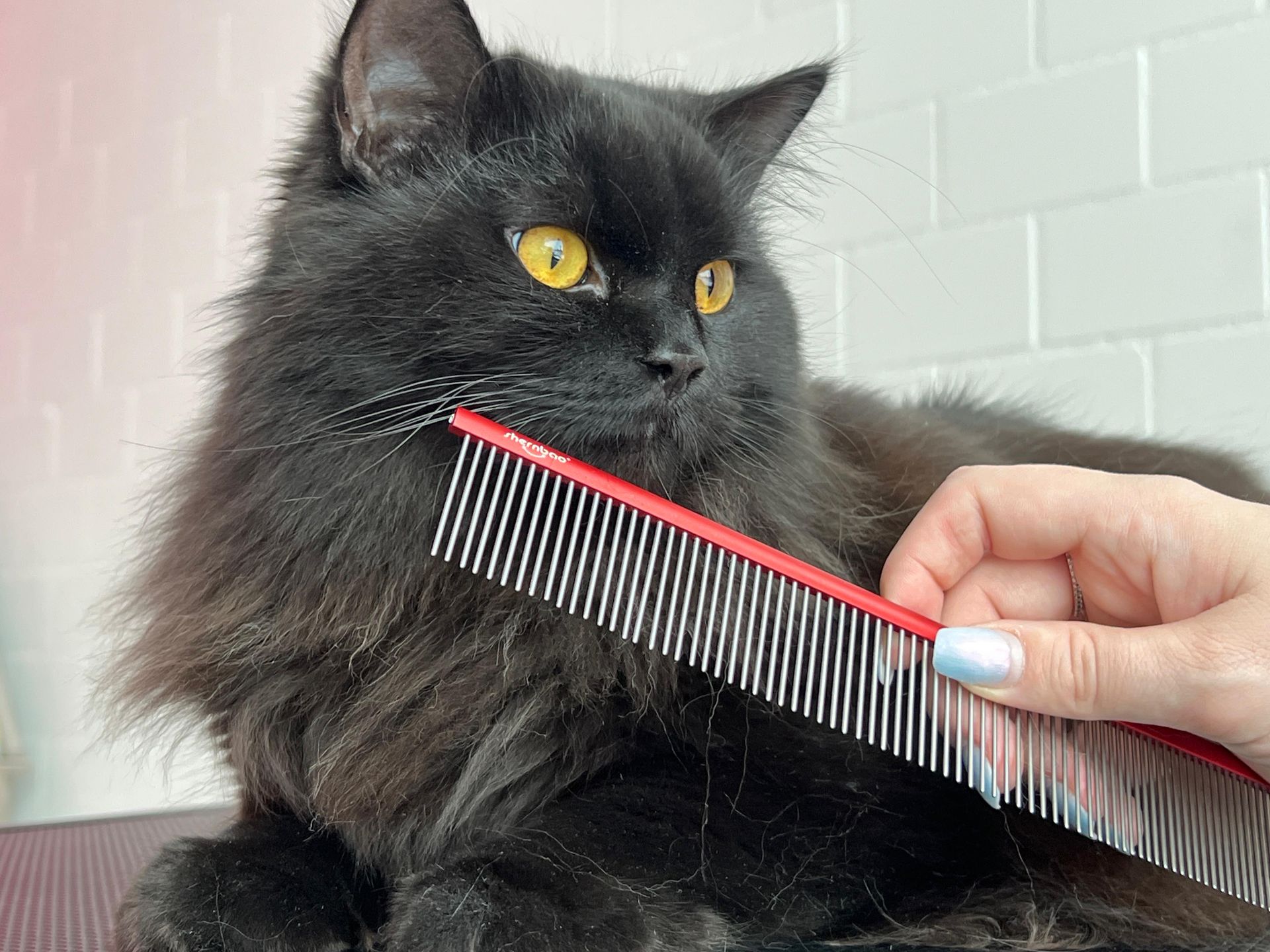 Tiersalon (Hunde-/Katzen-Coiffeur)