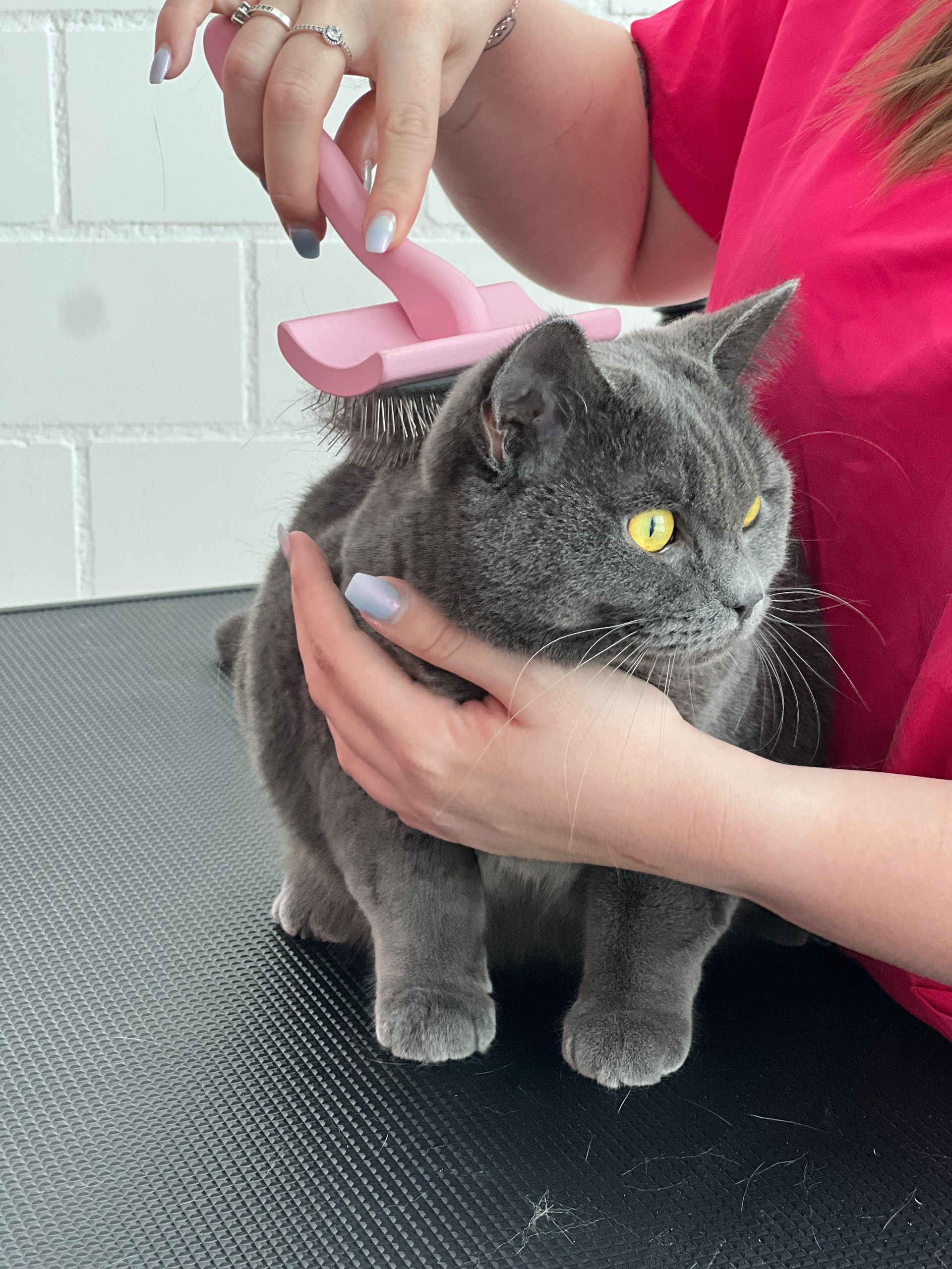 KLEINTIERKLINIK AM SEE - Tiersalon