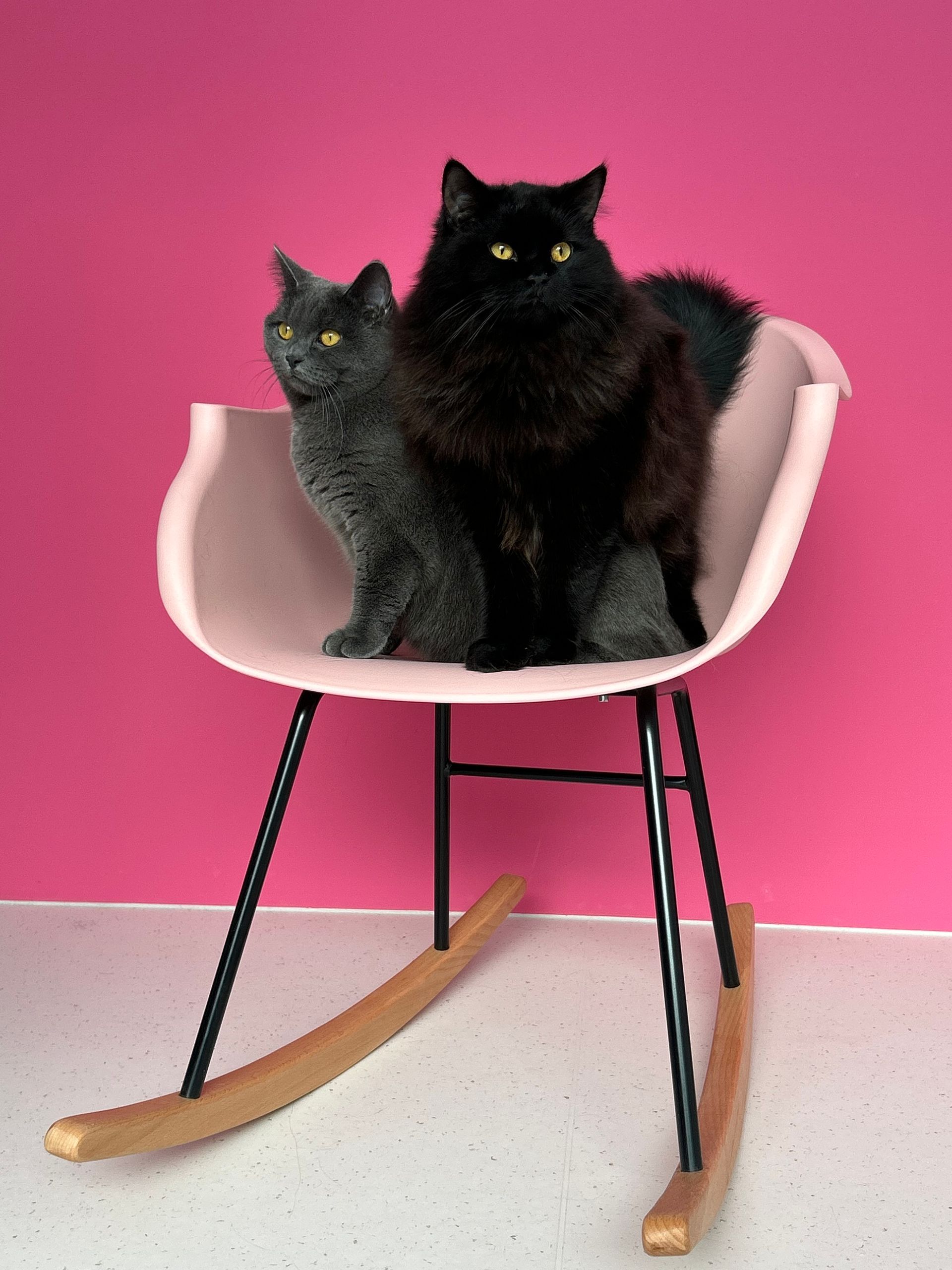 KLEINTIERKLINIK AM SEE - Horn -Tiersalon