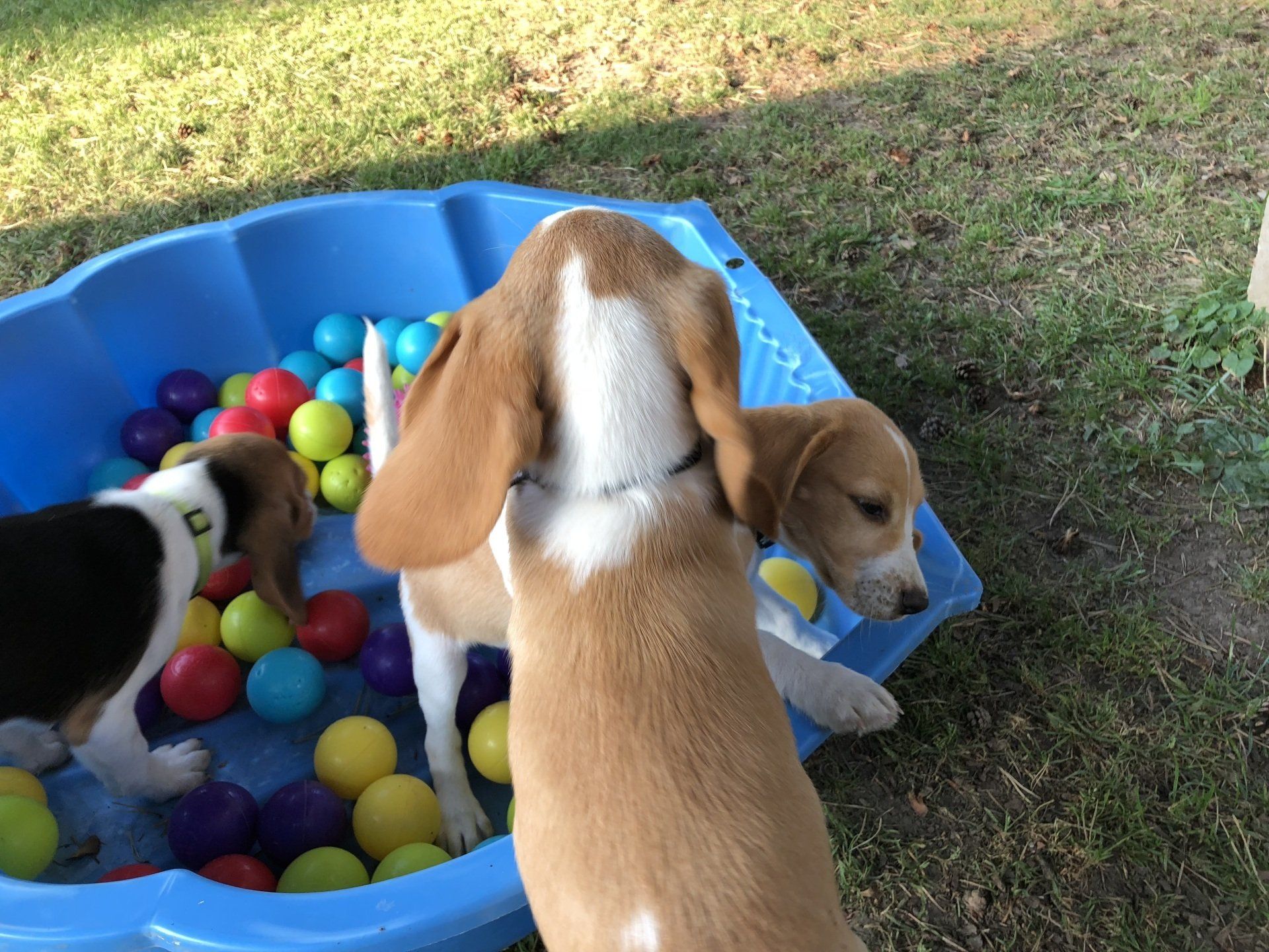 Éveil dans piscine à boules