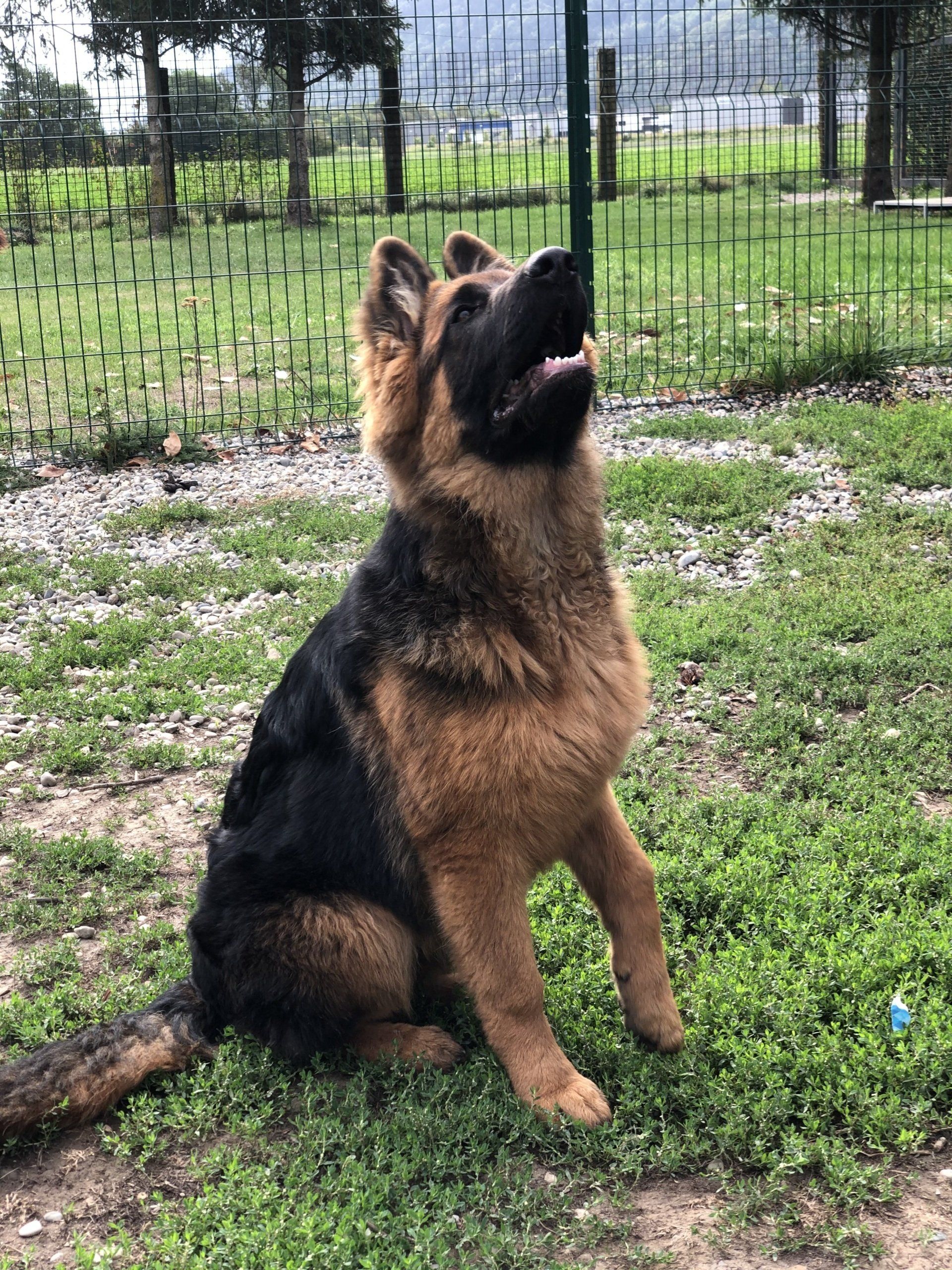 Chiot Berger Allemand