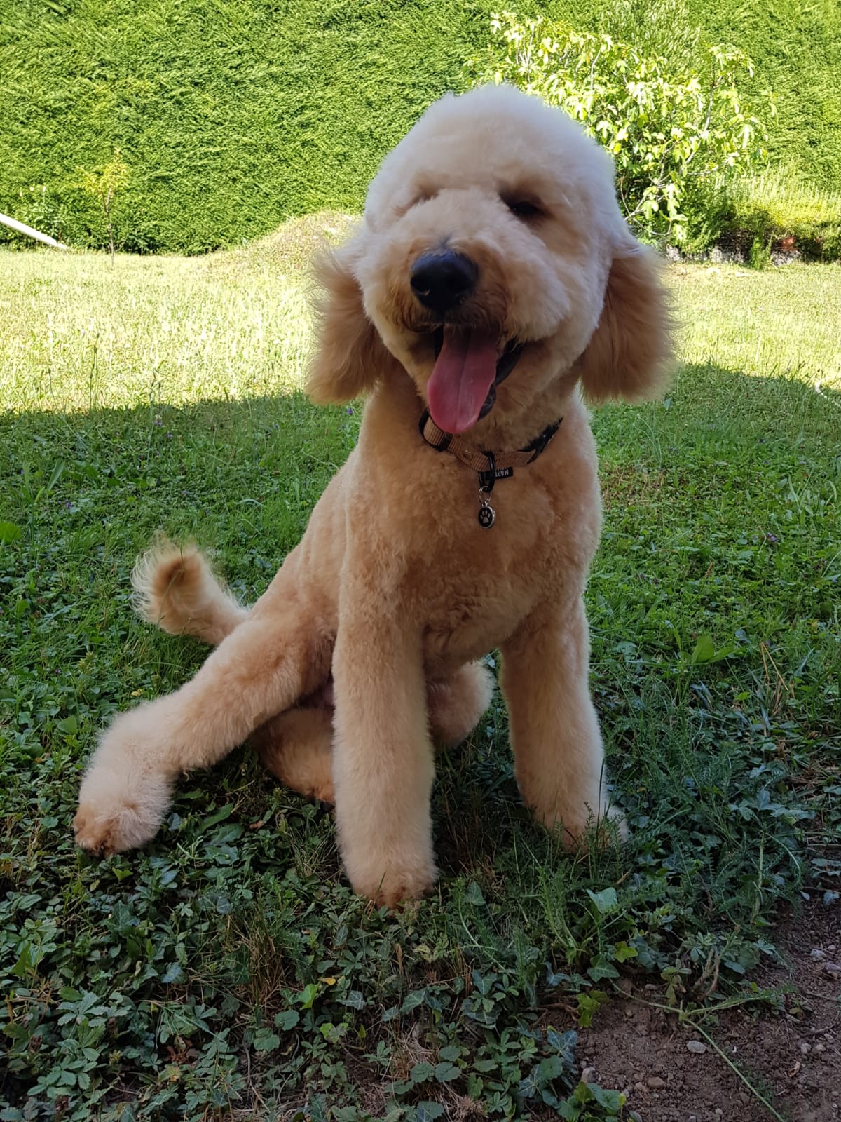 Chiot Labradoodle