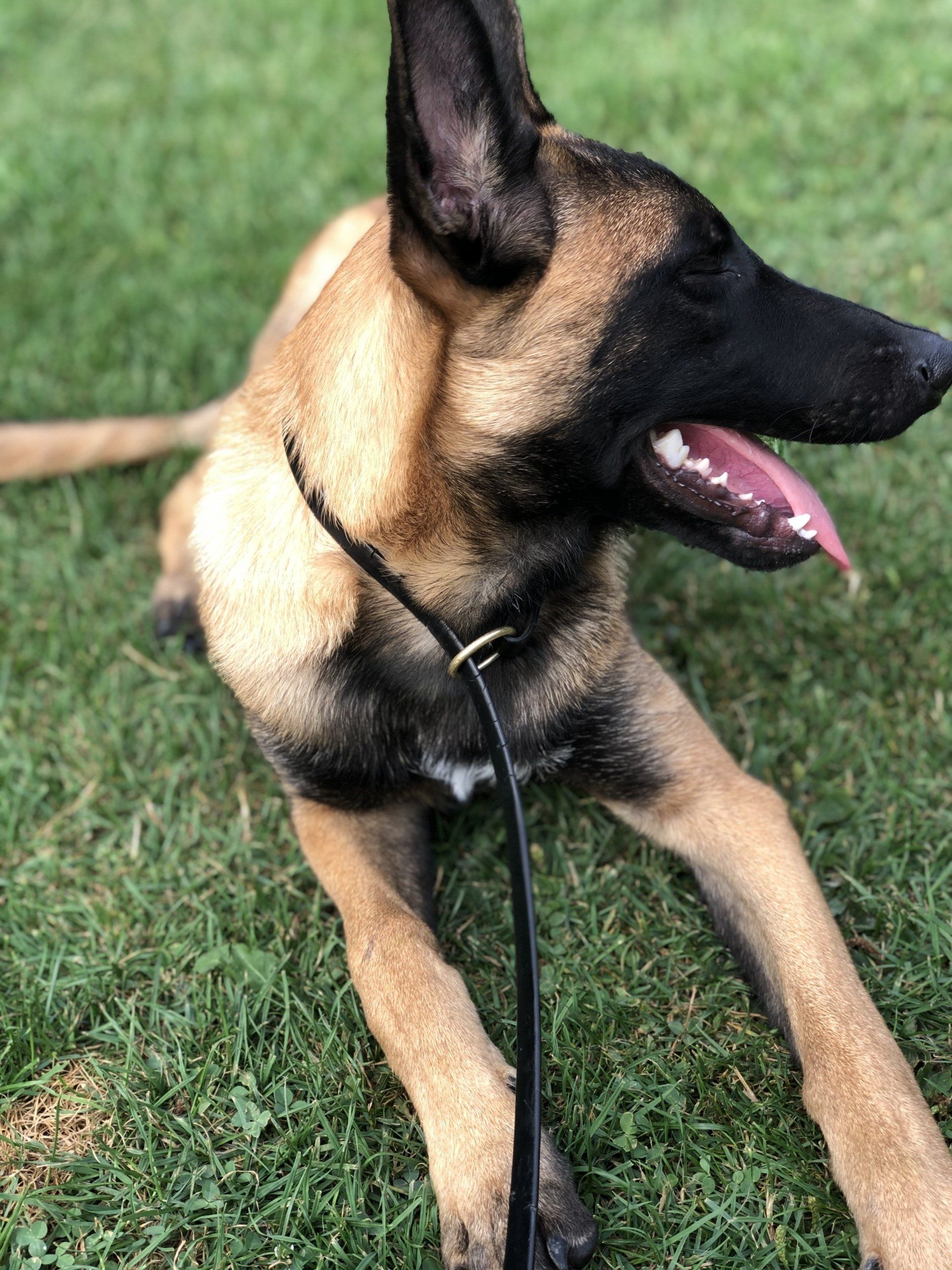 Jeune Malinois