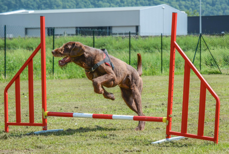 Agility saut