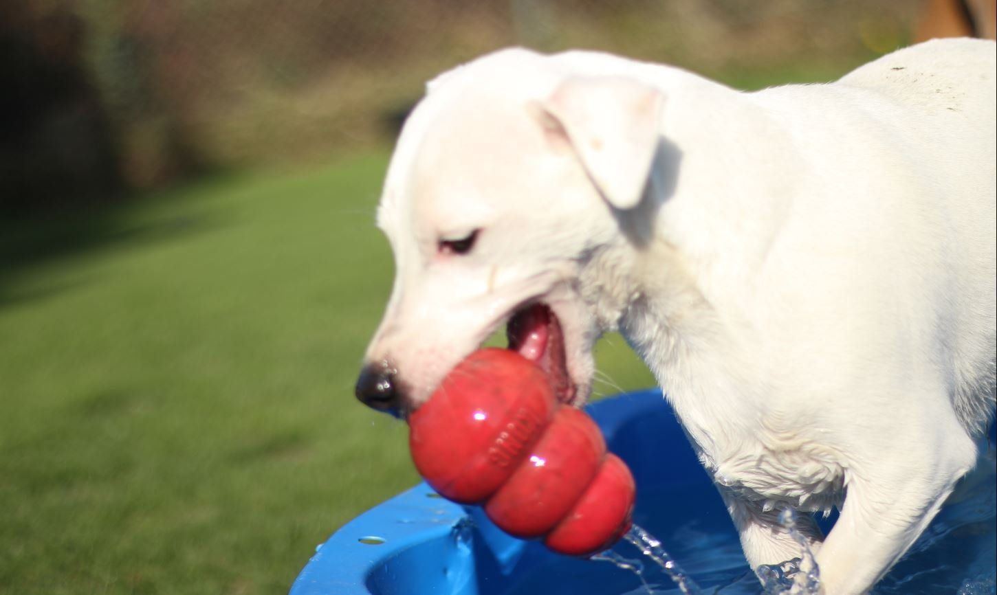 Parson Russel adulte