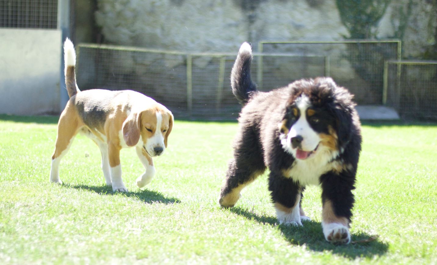 Chiot Bouvier Bernois