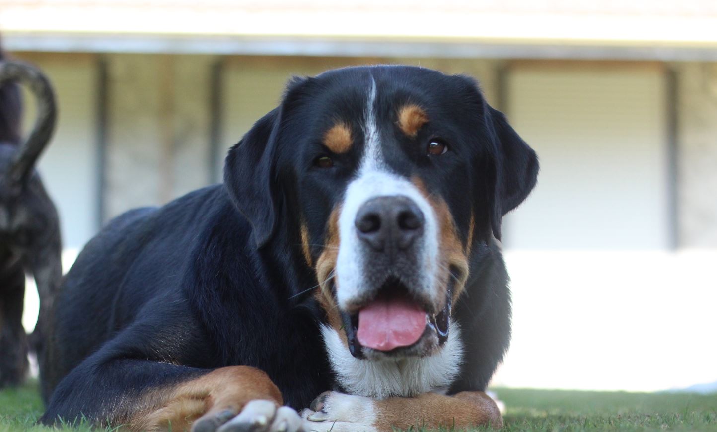 Grand Bouvier Suisse