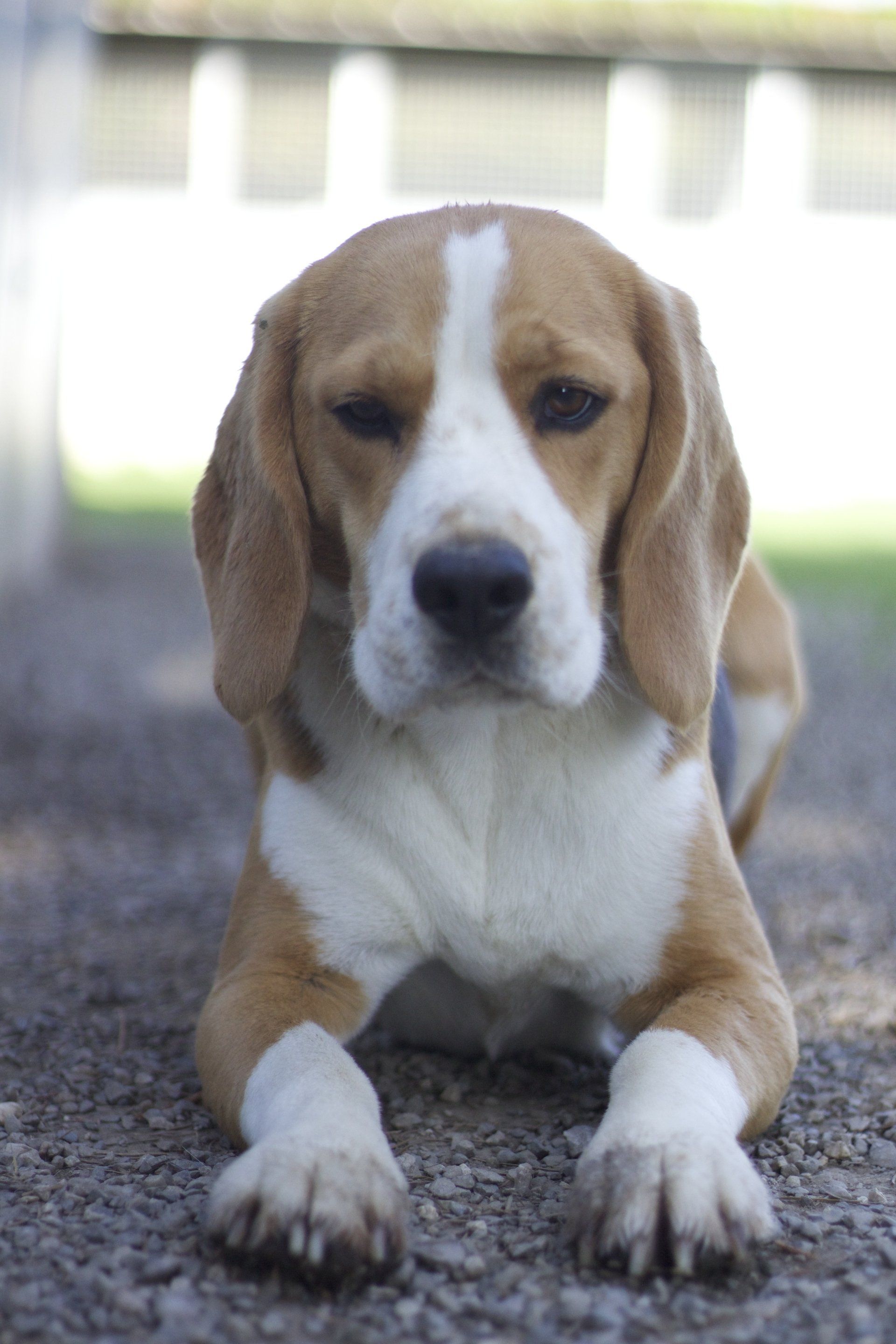 Beagle