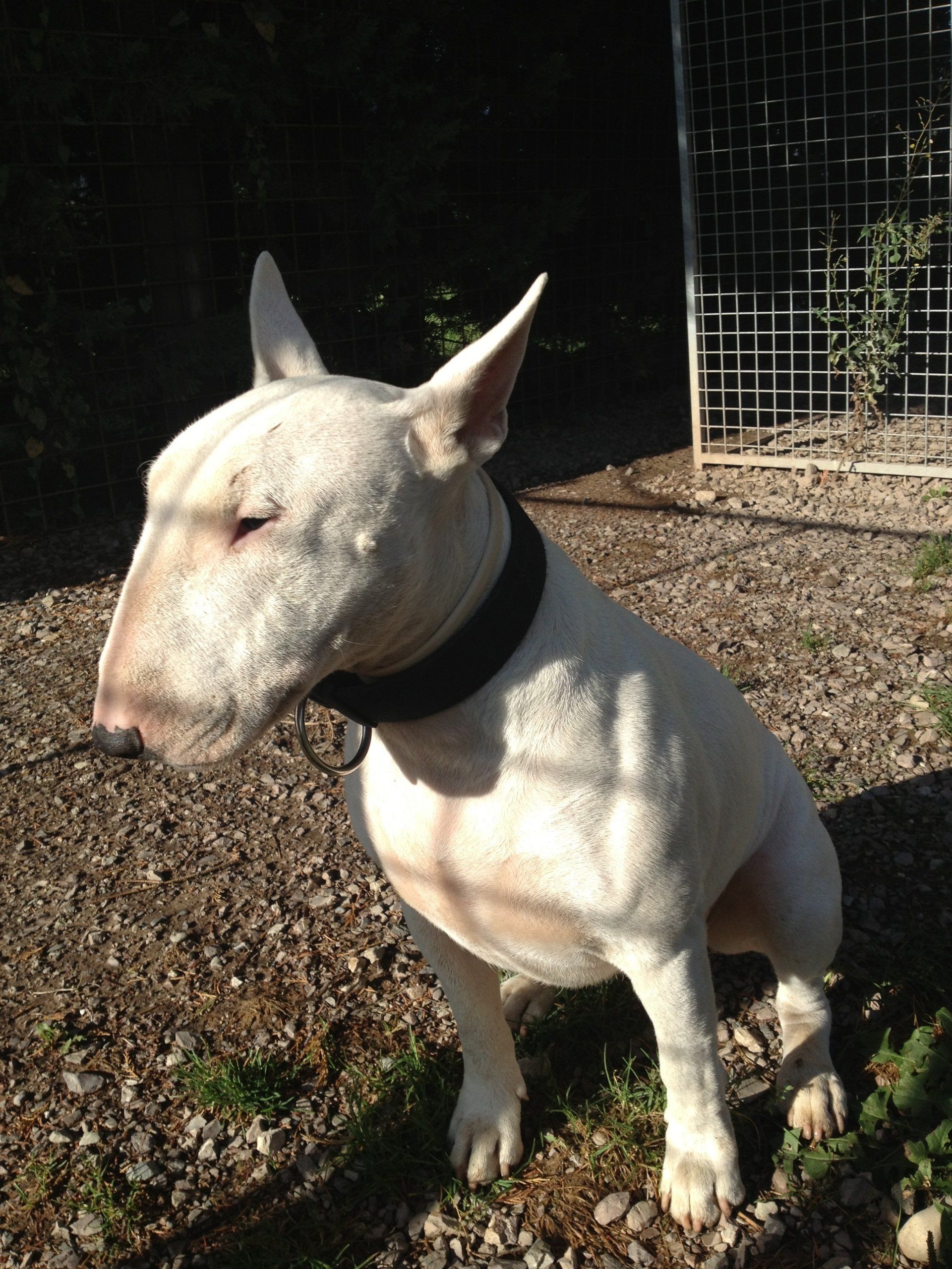 Bull Terrier