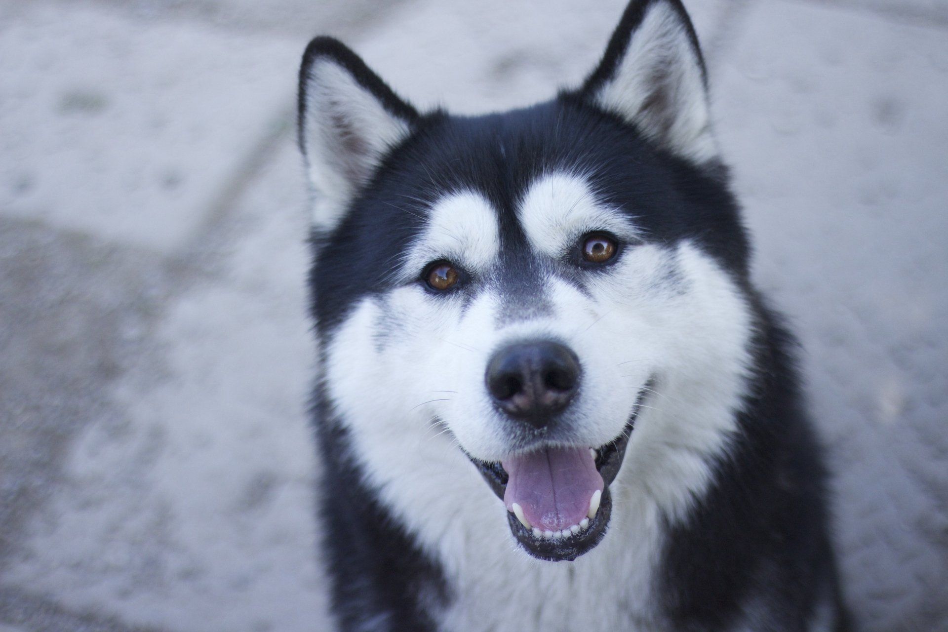 Siberian Husky