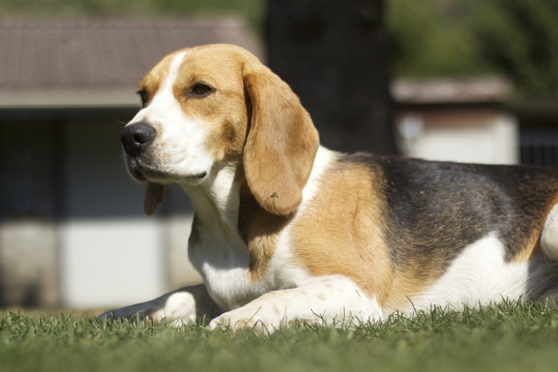 Mère Beagle