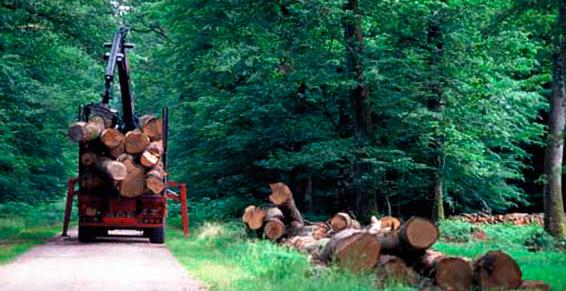 Exploitation forestière