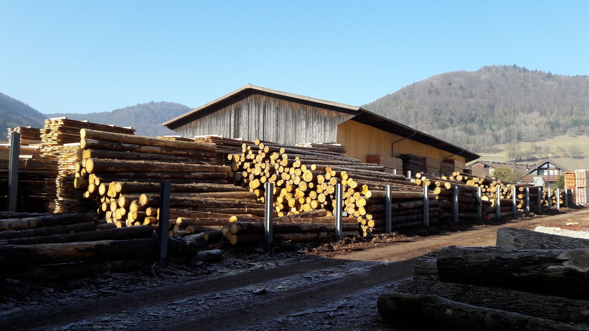Rundholzplatz - Tanner Holzbau & Sägerei AG