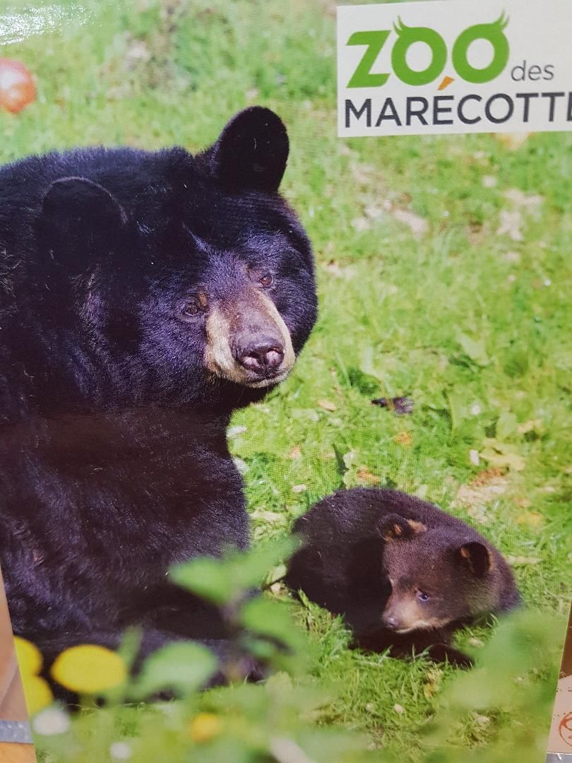 Camping des Marécottes La Médettaz