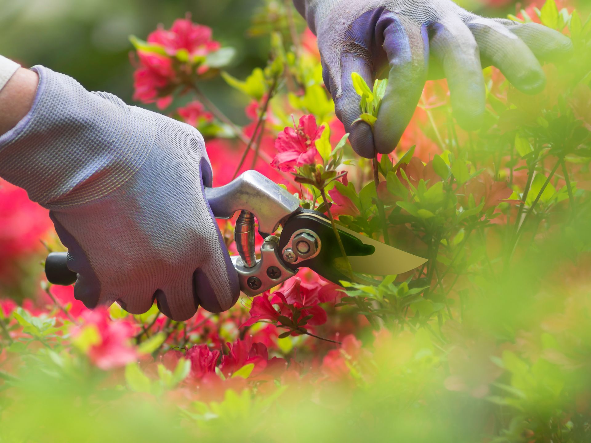 Entretien de jardin