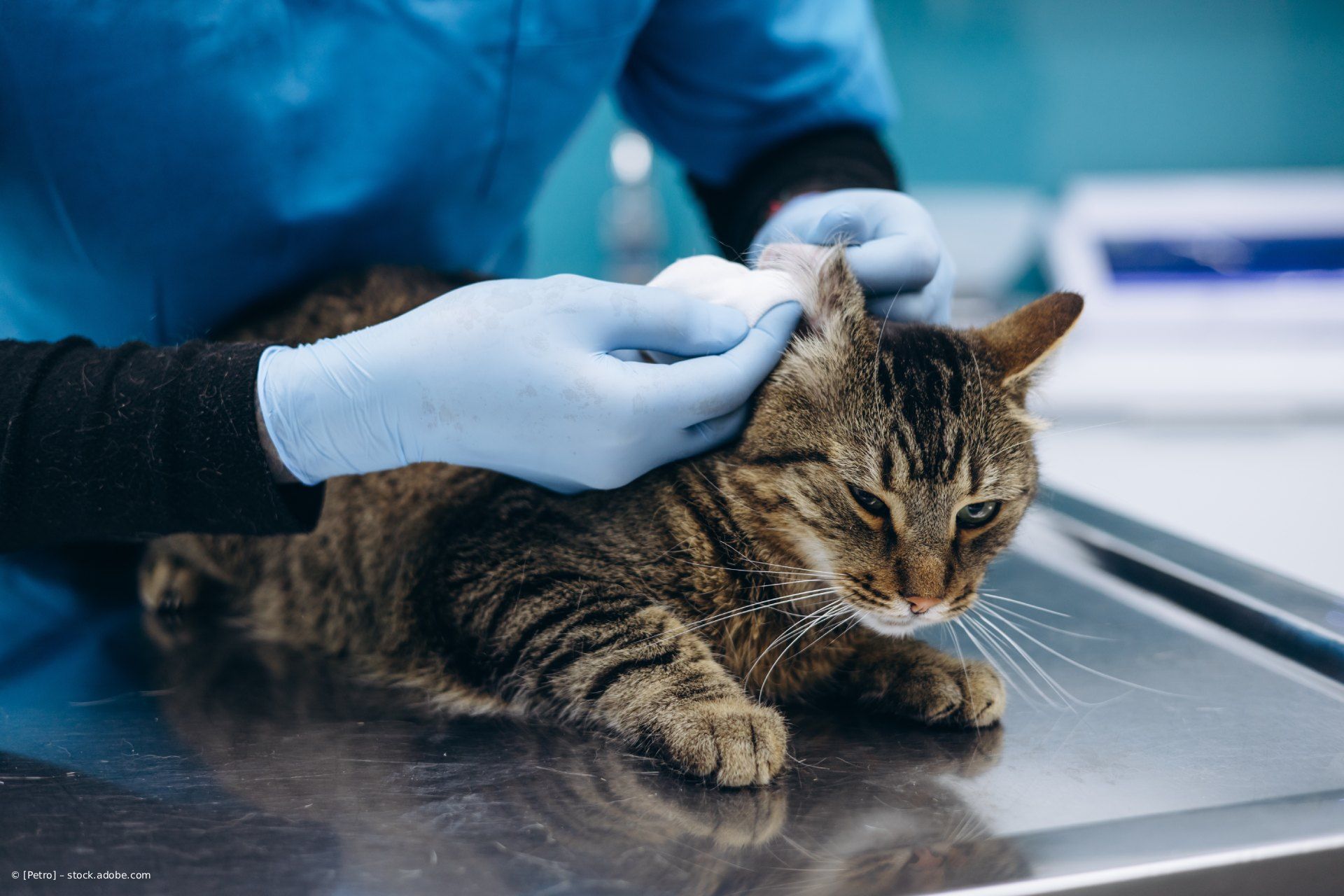 Ein Tierarzt behandelt vorsichtig eine getigerte Katze auf einem Untersuchungstisch aus Edelstahl in einer Tierklinik.