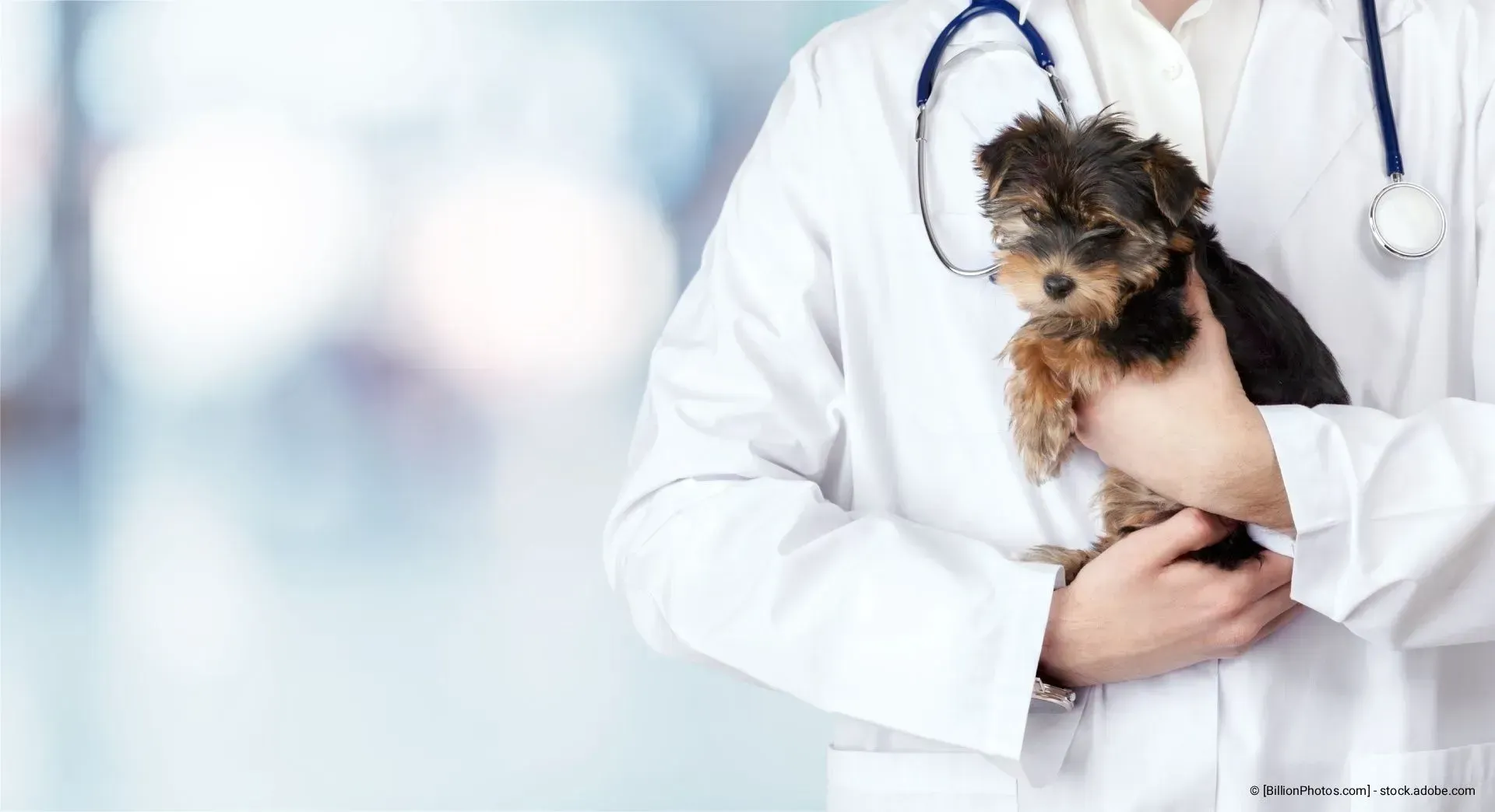 Tierarzt hält einen kleinen Hund in einer weißen Klinikkleidung, mit einem Stethoskop um den Hals