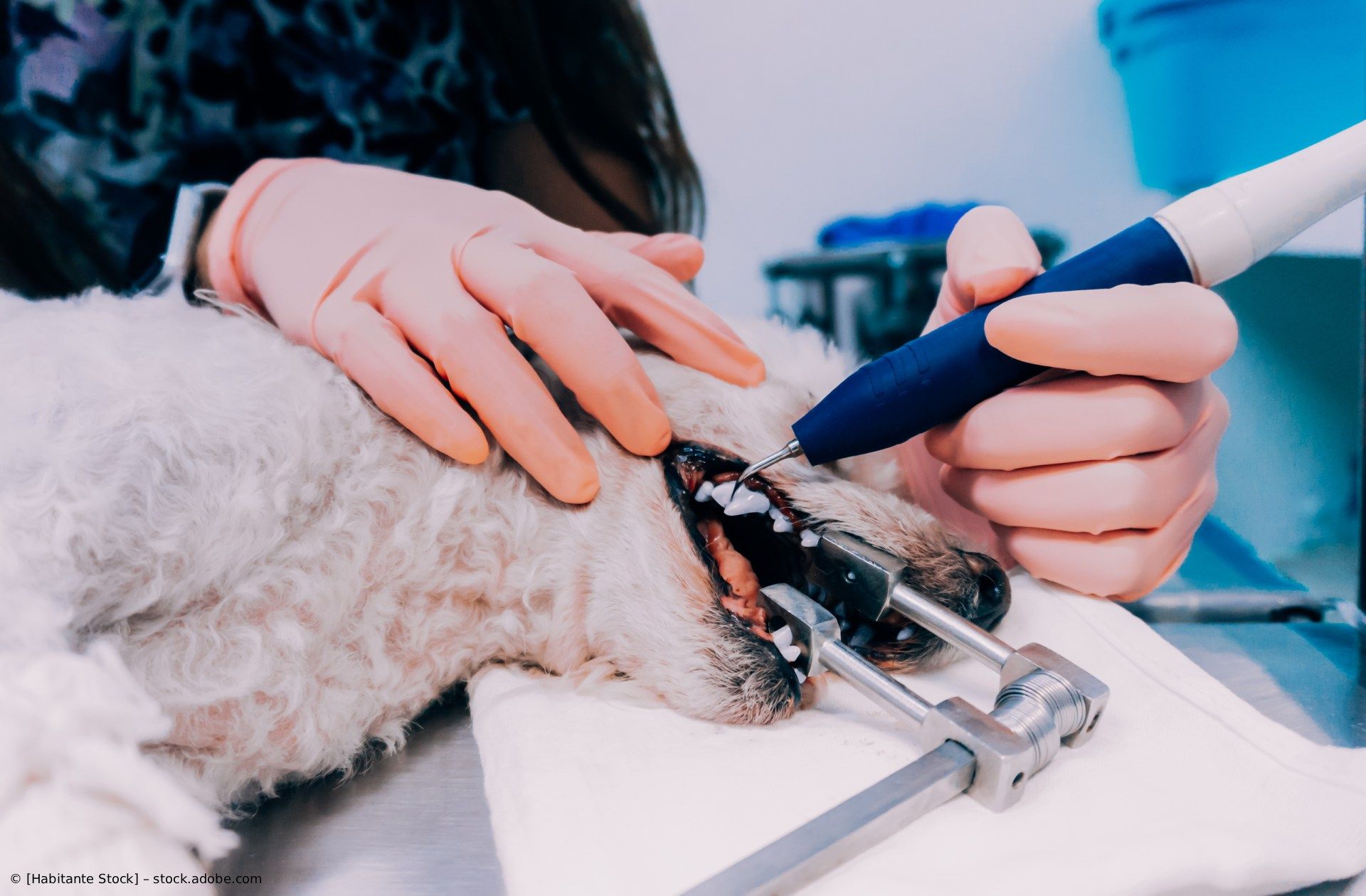 Ein Tierarzt schneidet einem Haustier mit einem Pflegeinstrument auf einem weißen Tisch die Krallen.