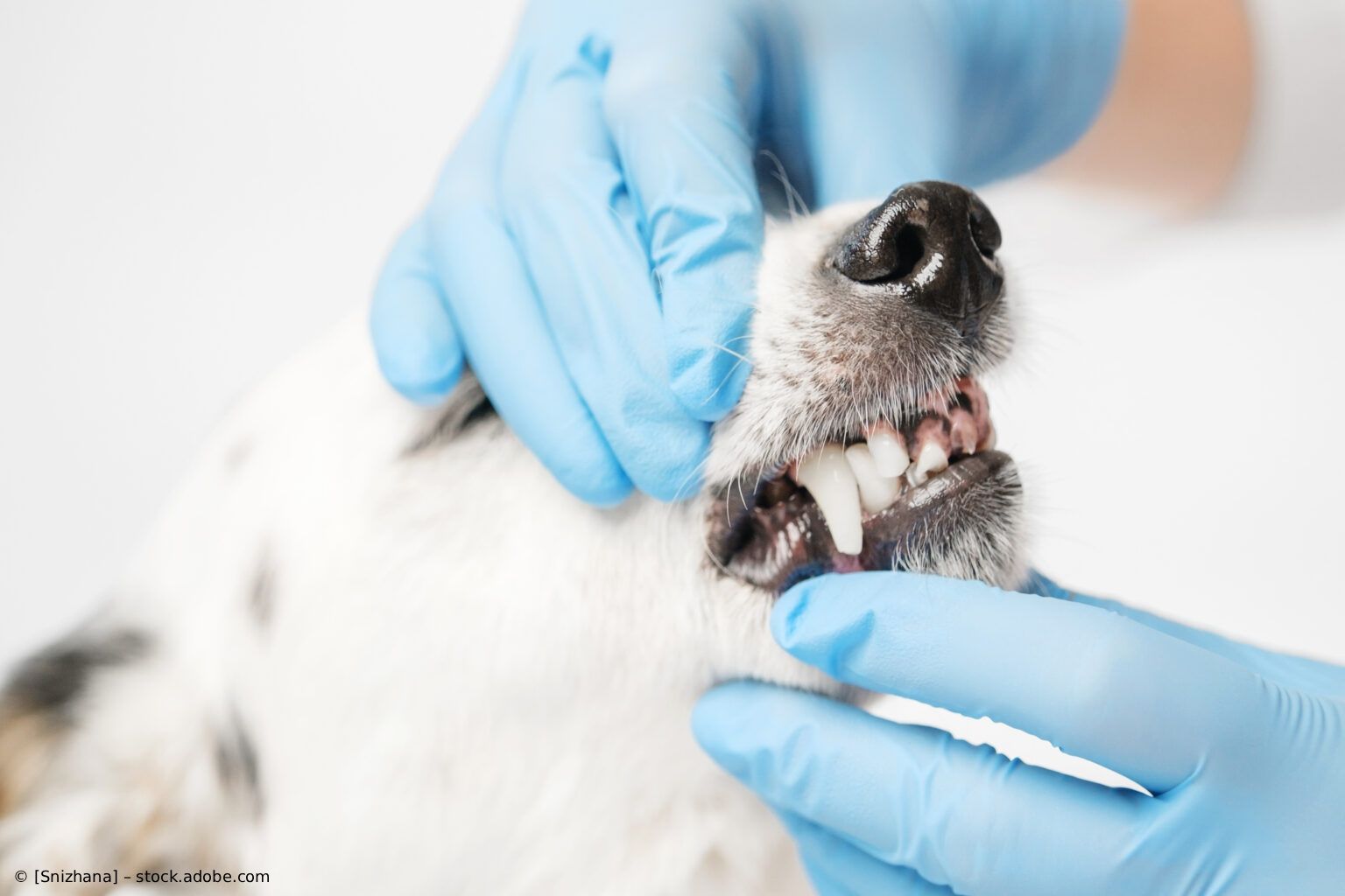 Ein Tierarzt untersucht mit blauen Handschuhen das Maul eines kleinen Hundes.