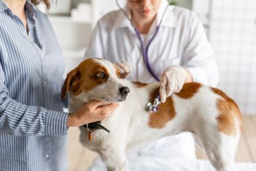 Hund wird untersucht mit Stethoskop