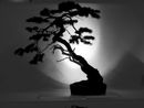 bonsai-455628_1920.jpg