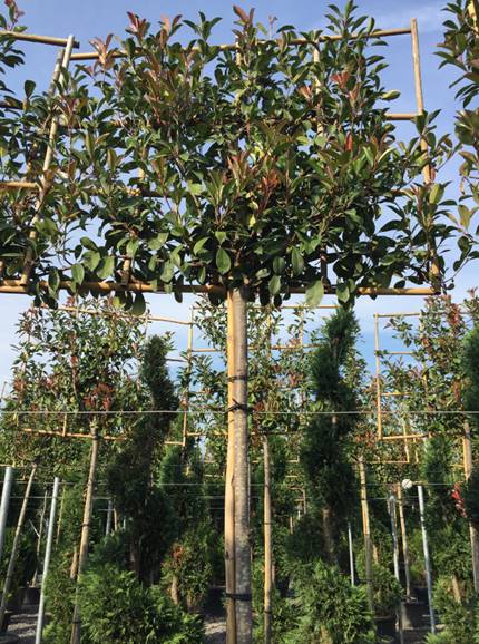 Pépinières Carré à Blesmes