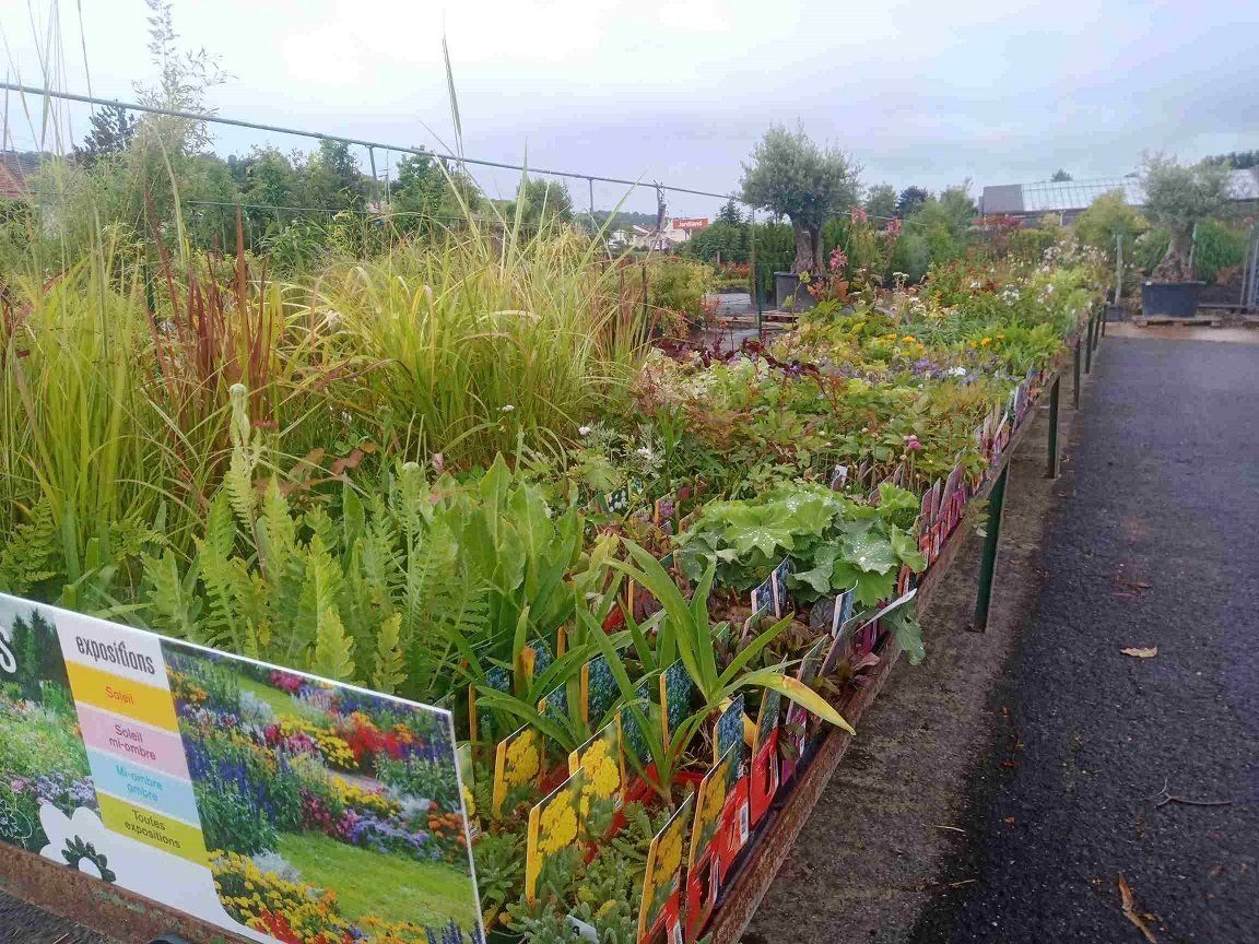 Fruitiers nains variés selon stock