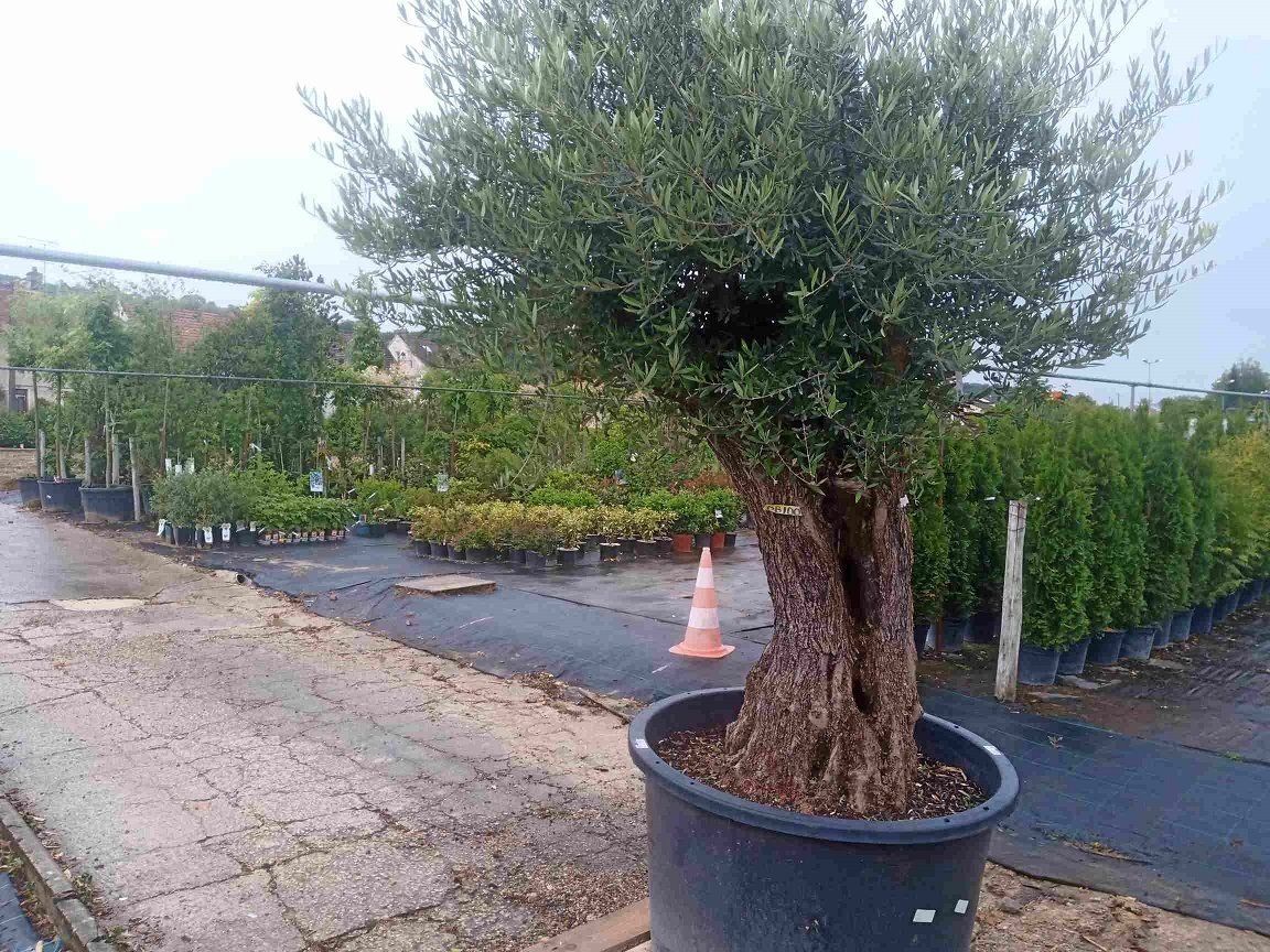 Vente de plantes et végétaux