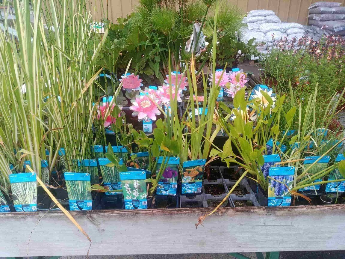 Variétés des arbres fruitiers